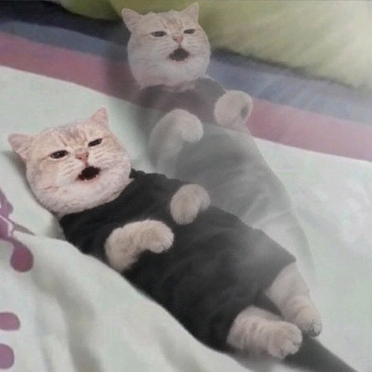Two unbothered cream-colored cats in black outfits, the Vrax Aura characters